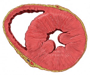 Photo by Patrick J. Lynch, medical illustrator (Patrick J. Lynch, medical illustrator) [CC-BY-2.5 (http://creativecommons.org/licenses/by/2.5)], via Wikimedia Commons